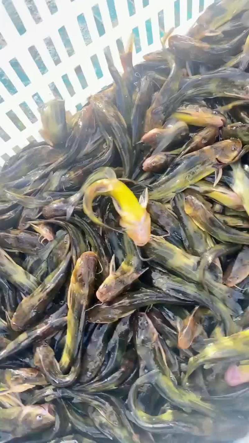 黄颡鱼苗出货中