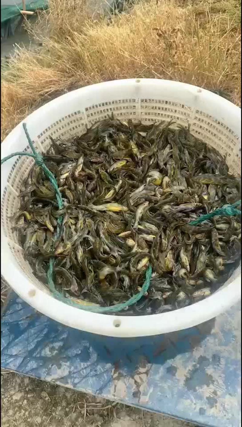 黄颡鱼苗出货中