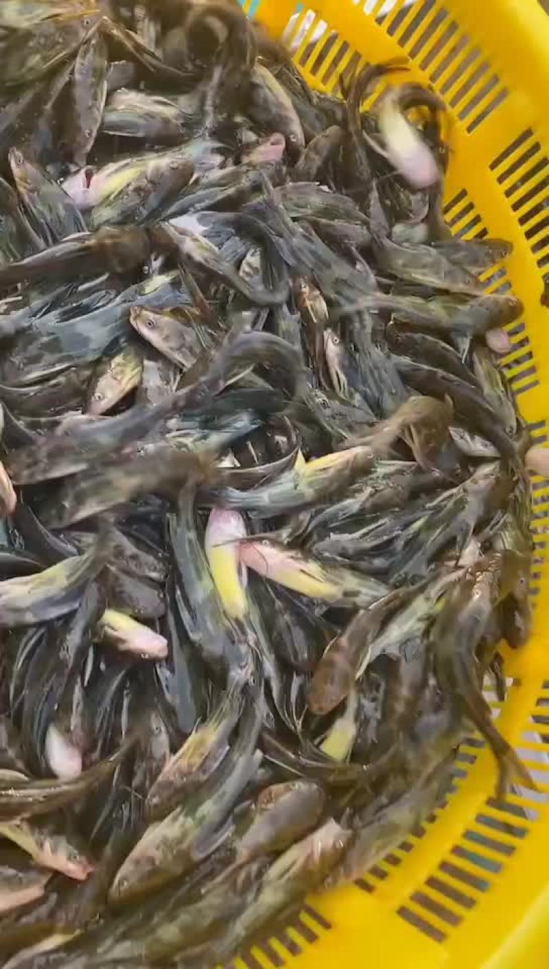 黄颡鱼苗出货中