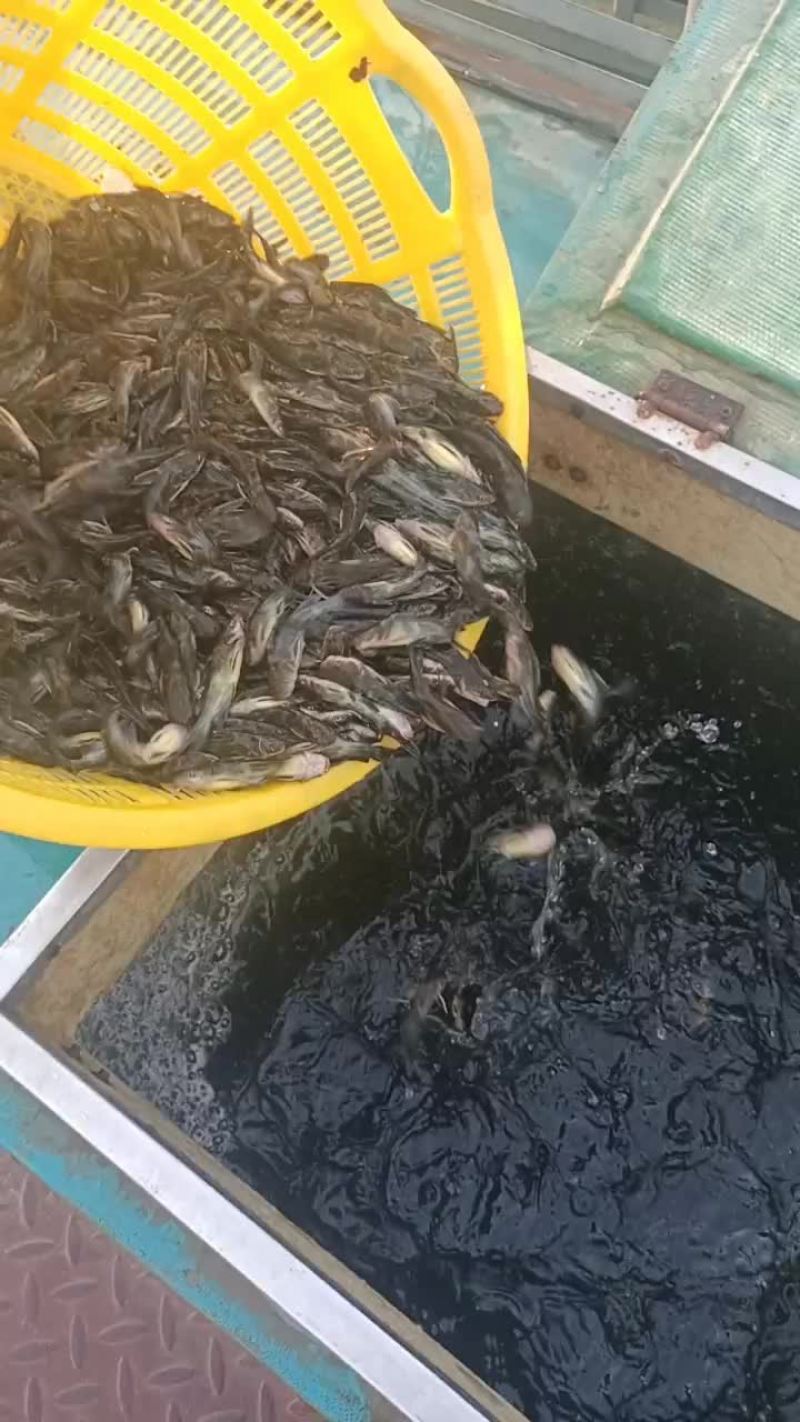 黄颡鱼苗出货中
