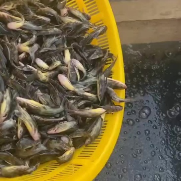 黄颡鱼苗出货中