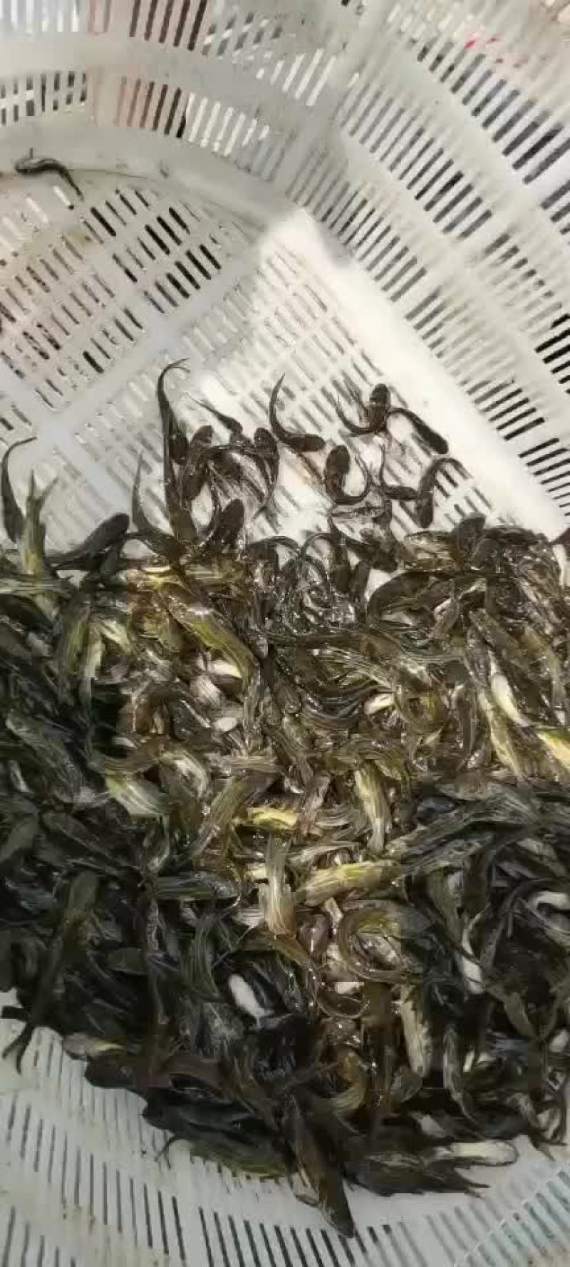 黄颡鱼苗出货中