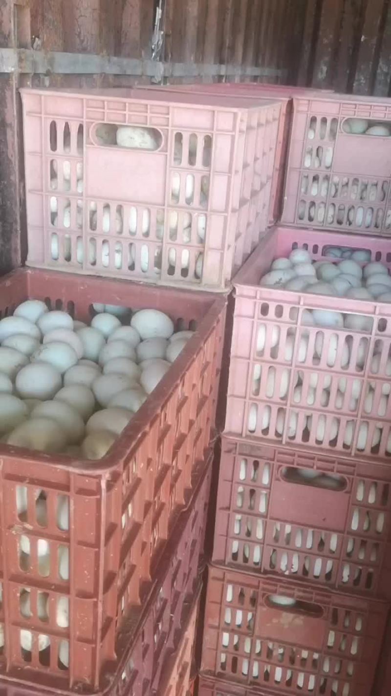 鲜鸭蛋青壳蛋蛋品保证长期供应欢迎电联