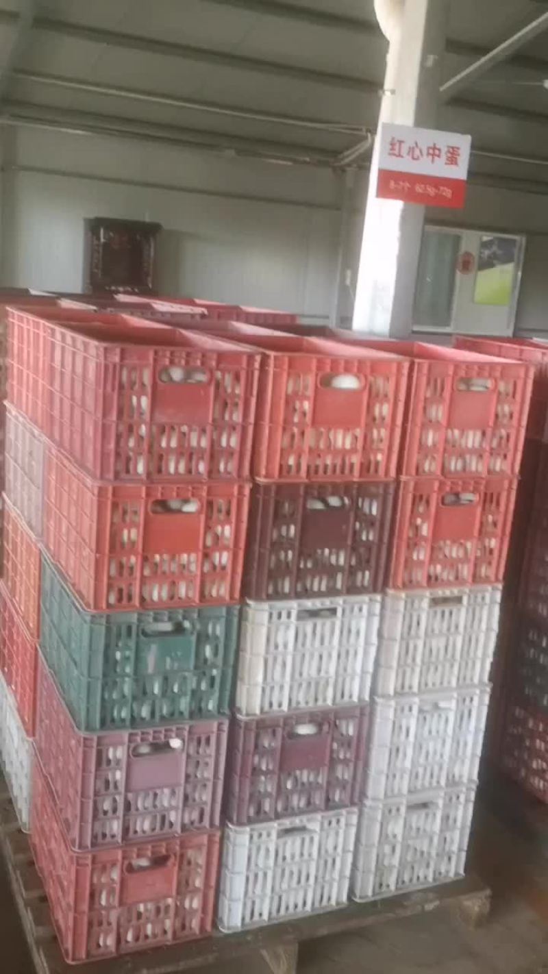 鲜鸭蛋青壳蛋蛋品保证长期供应欢迎电联