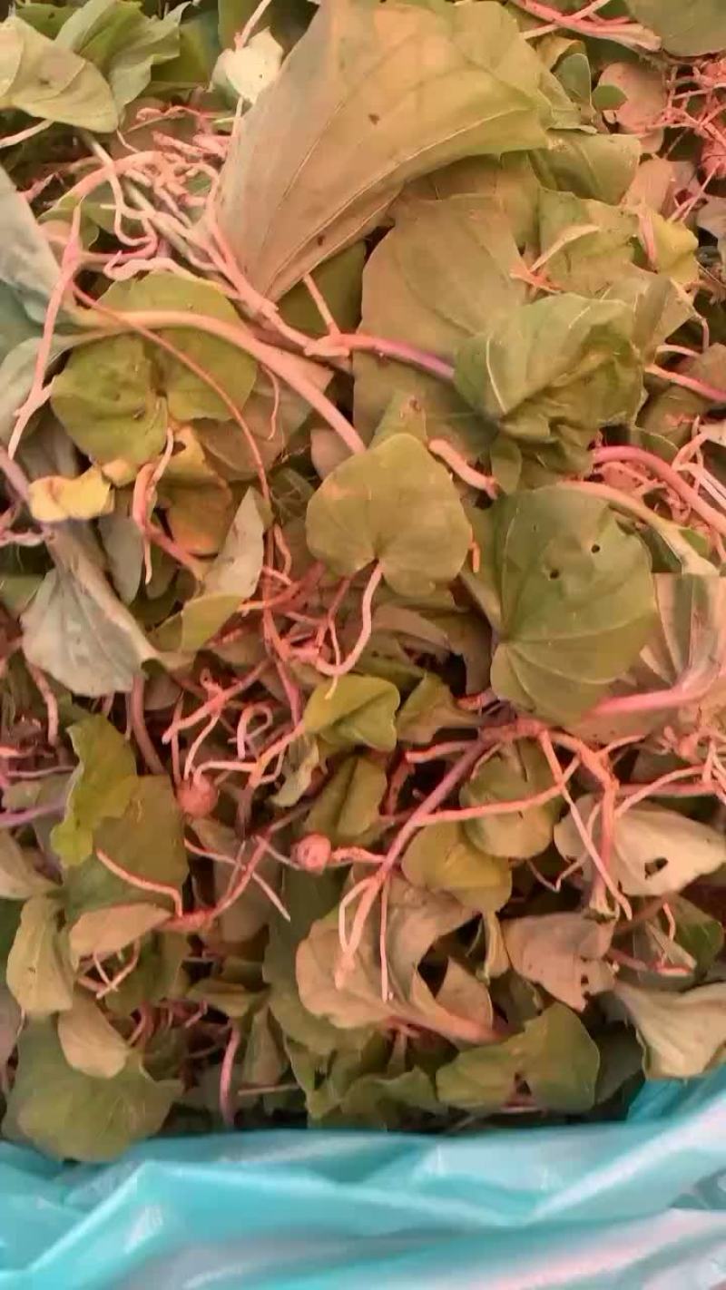 新鲜青天葵现货出售新鲜野生青天葵