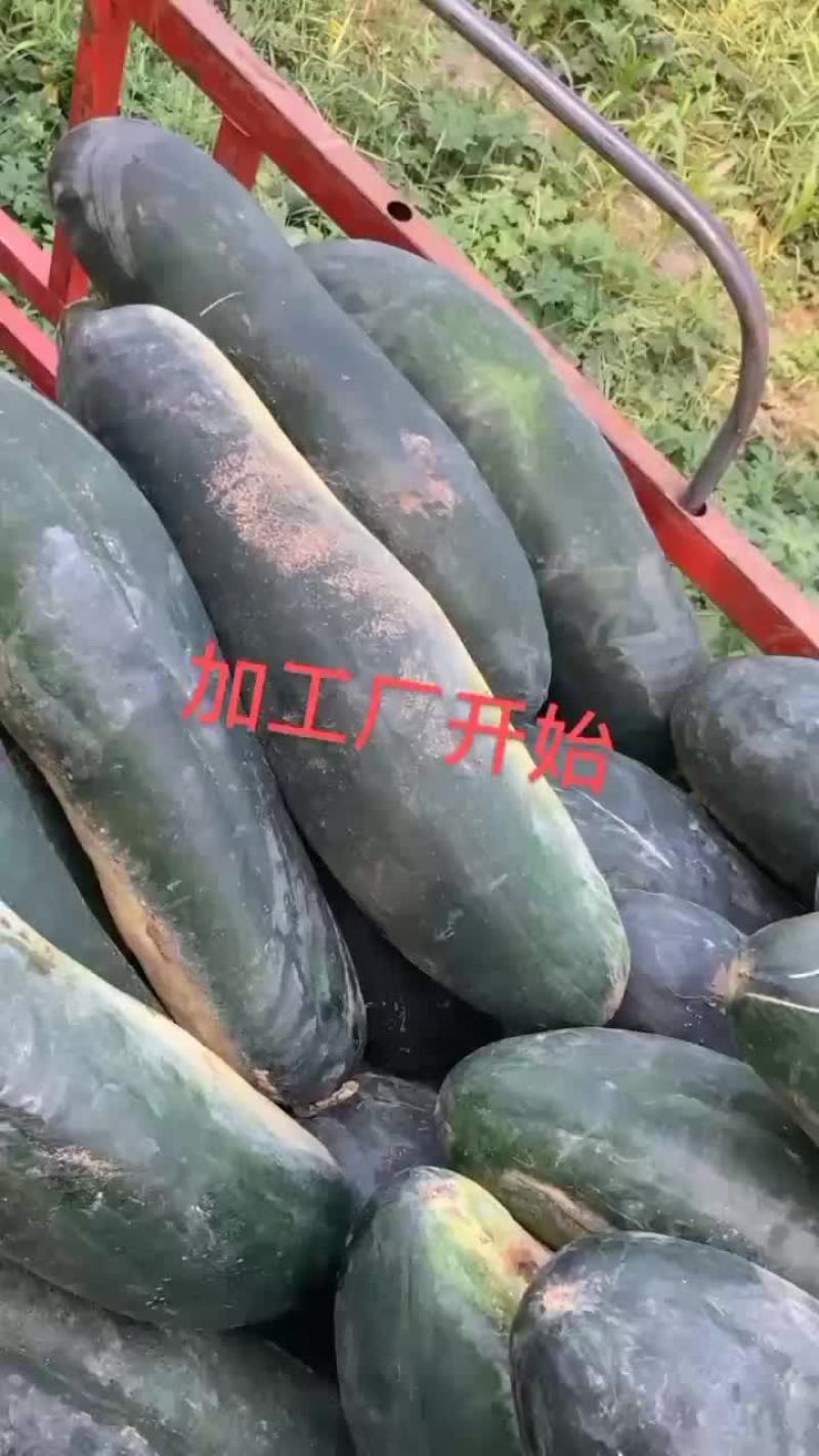 黑皮地冬瓜大量上市品质好价格优