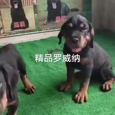 罗威纳幼犬大小均有公母都有精品罗威纳