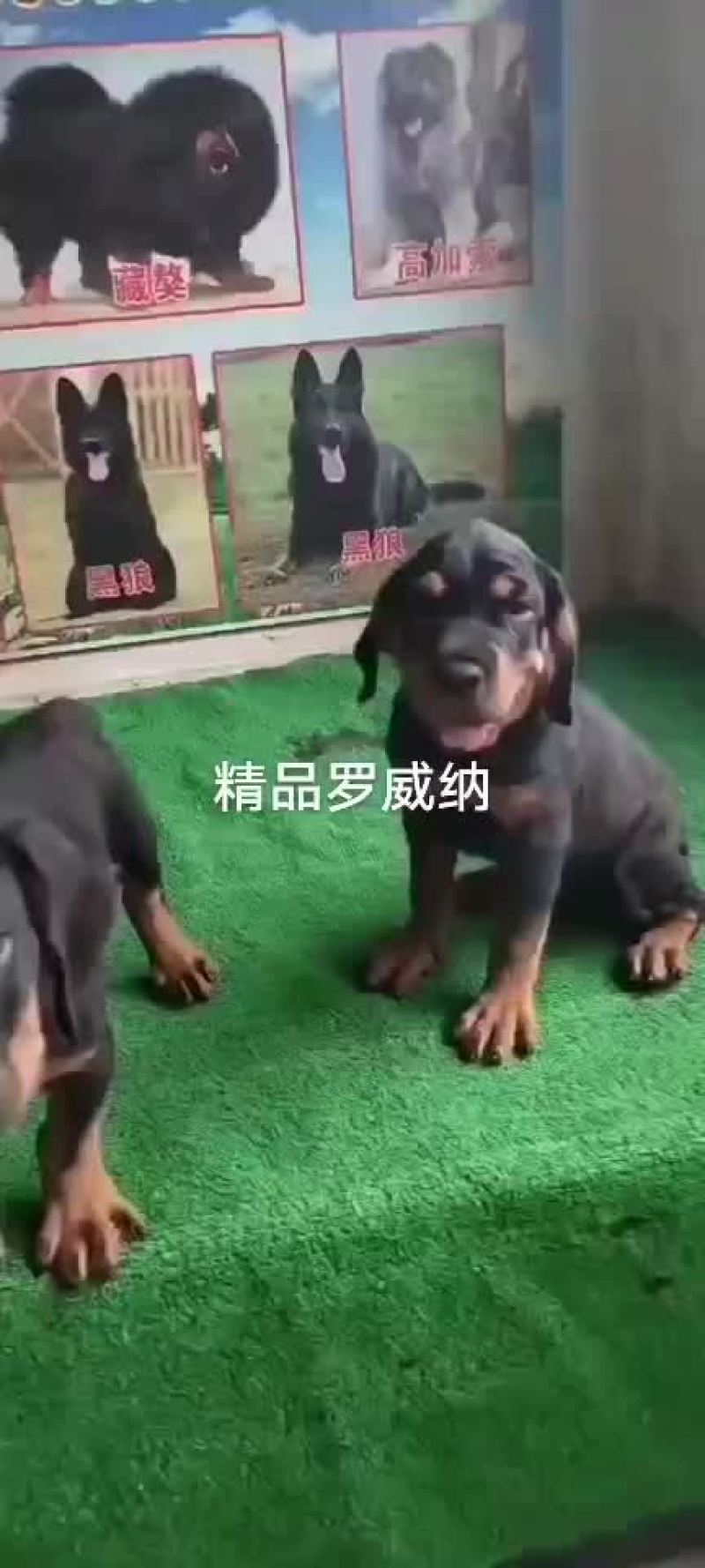 罗威纳幼犬大小均有公母都有精品罗威纳