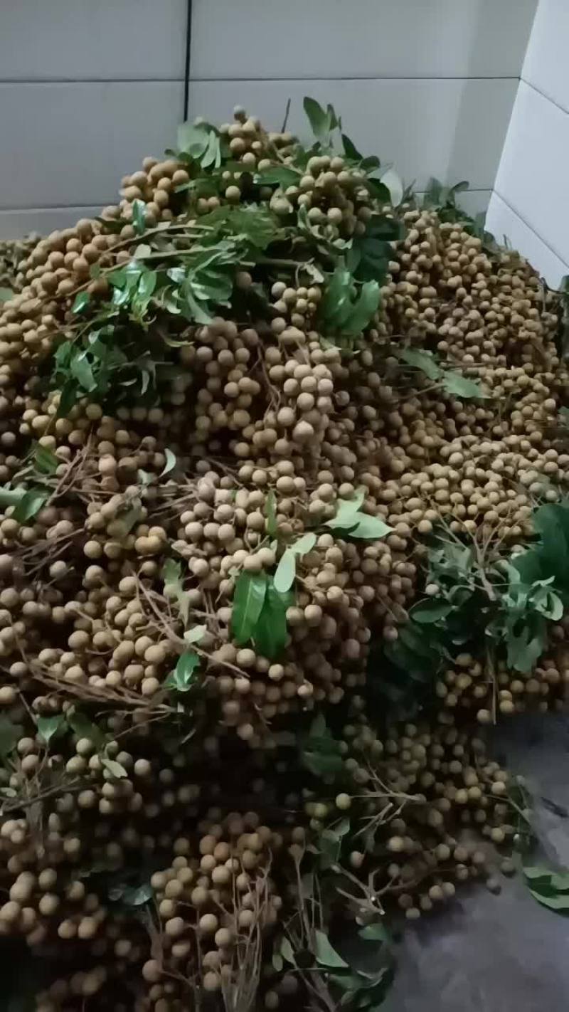 园肉石夾