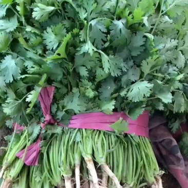 精品香菜主持各种包装