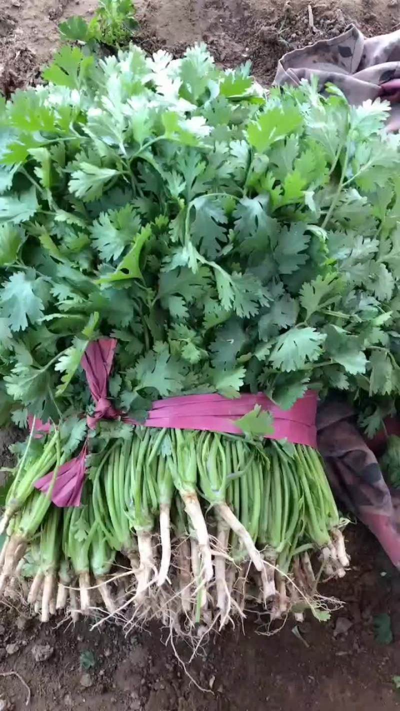 精品香菜主持各种包装
