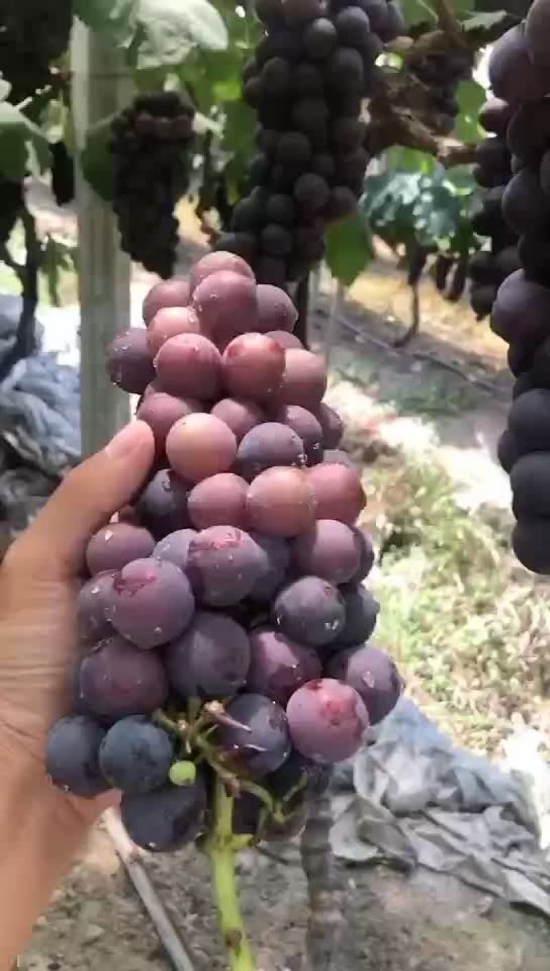 葡萄货源充足口感非常好