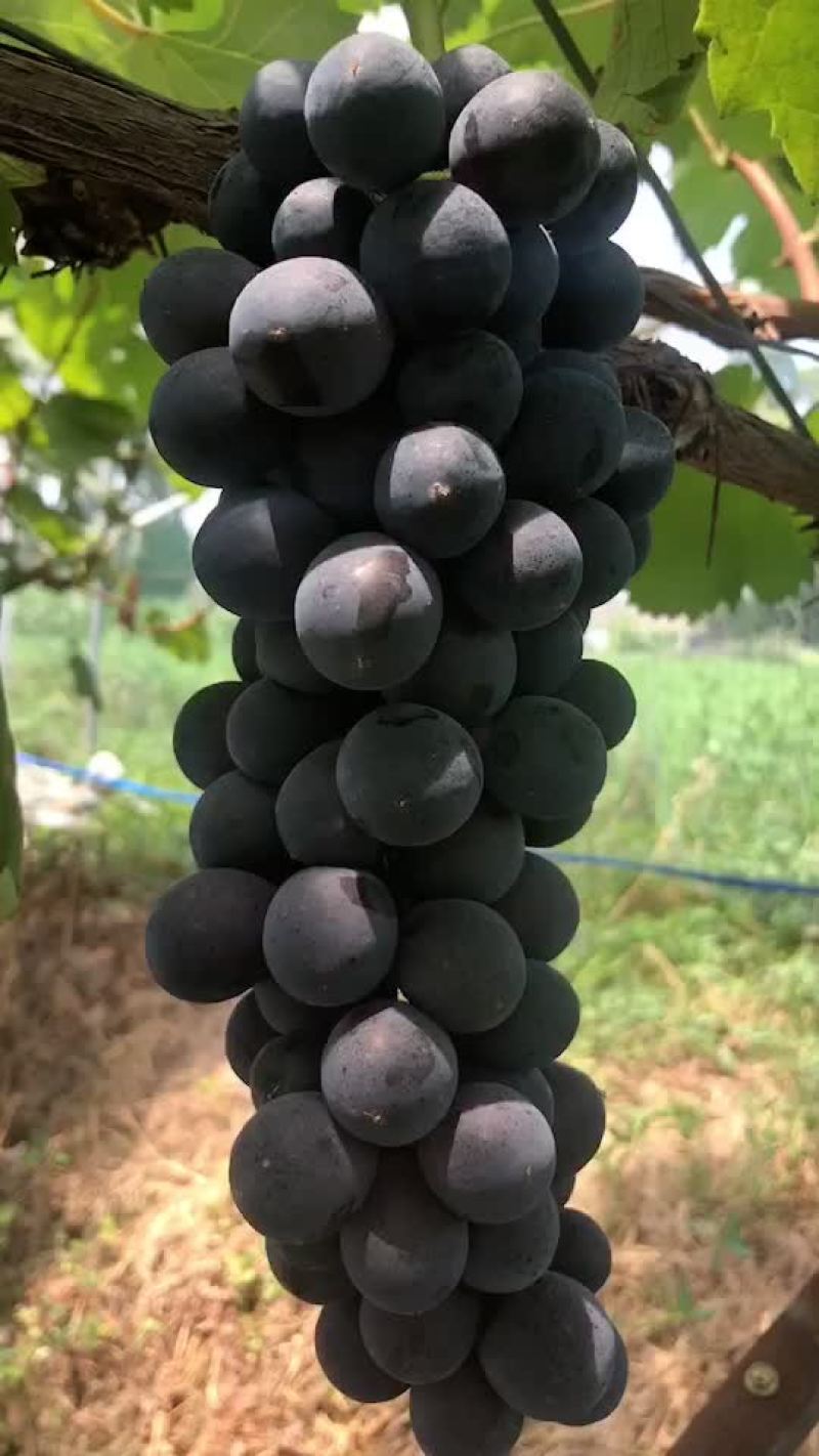 葡萄货源充足口感非常好