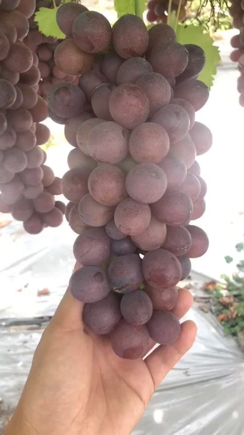 葡萄货源充足口感非常好