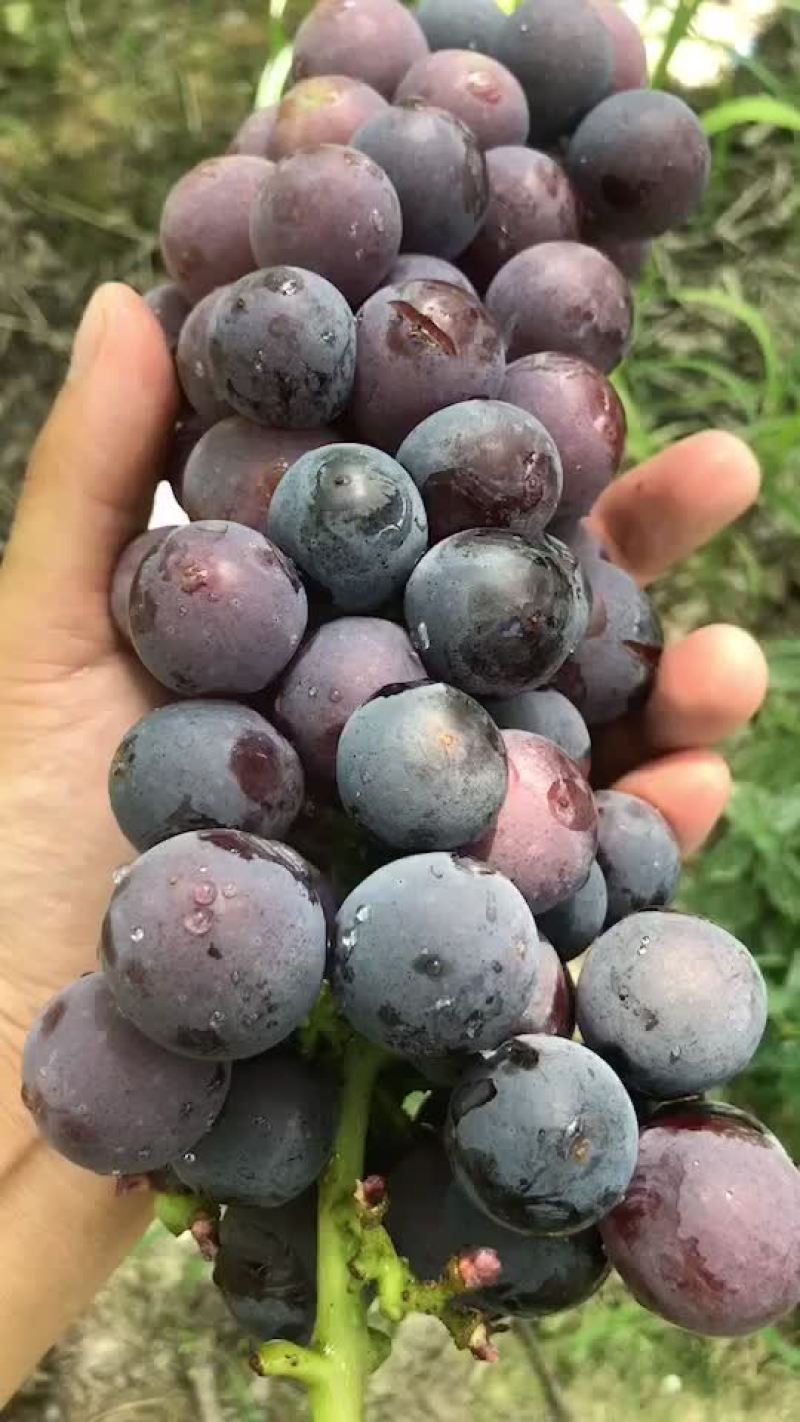 葡萄货源充足口感非常好