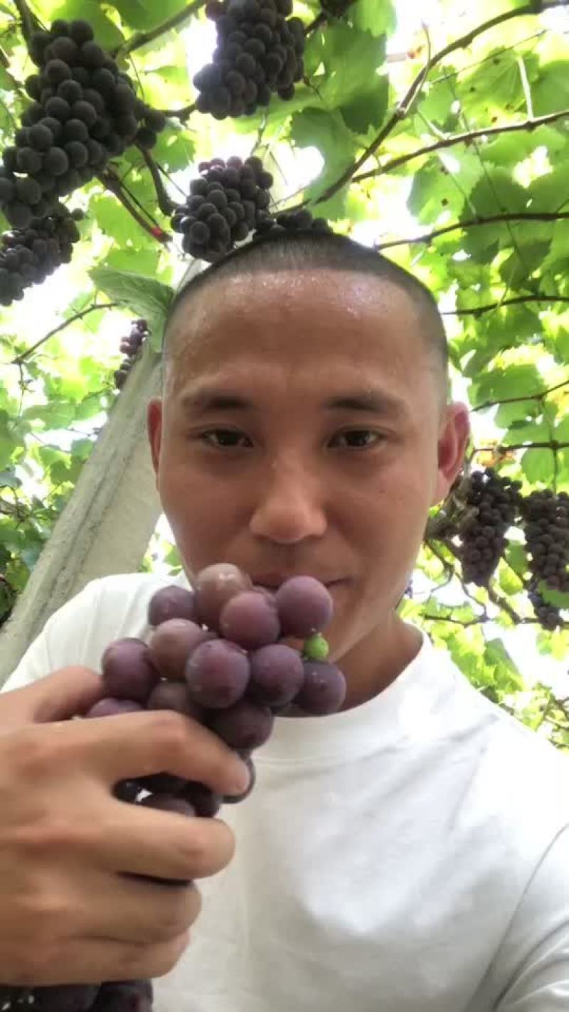 葡萄货源充足口感非常好