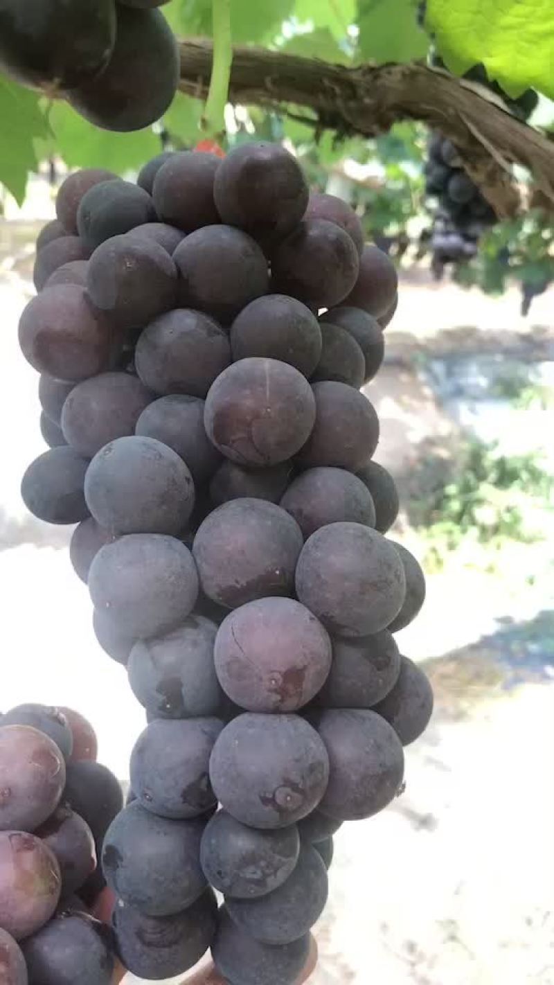 葡萄货源充足口感非常好