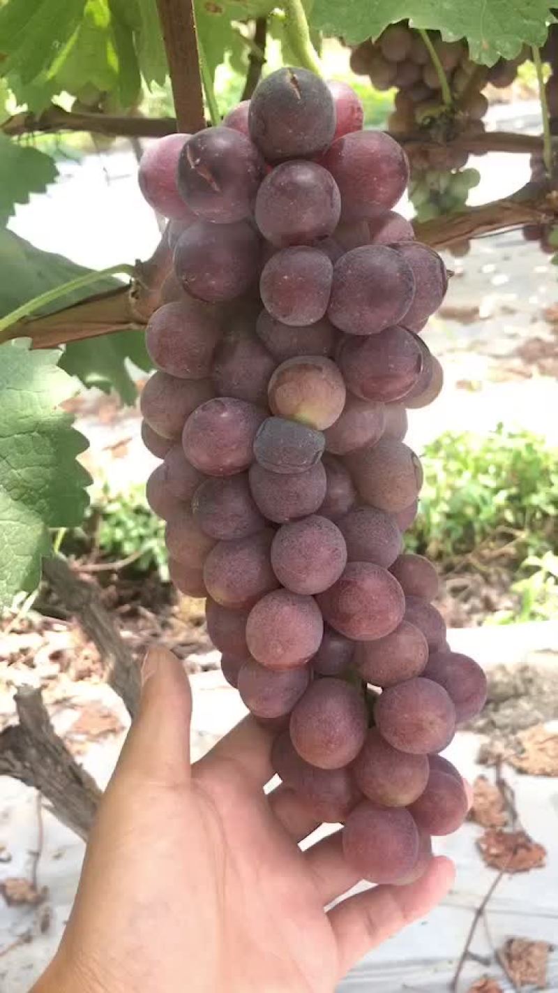 葡萄货源充足口感非常好