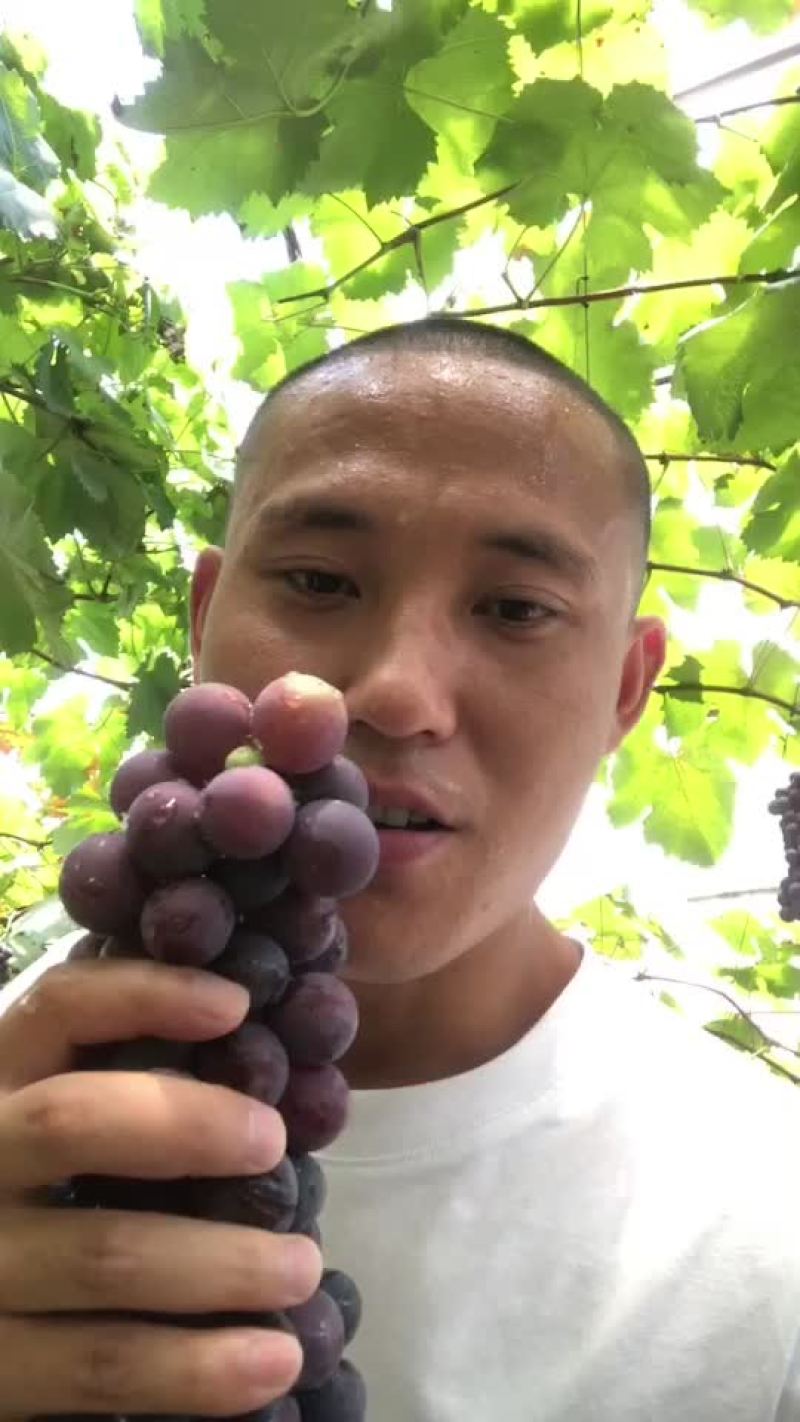 葡萄货源充足口感非常好
