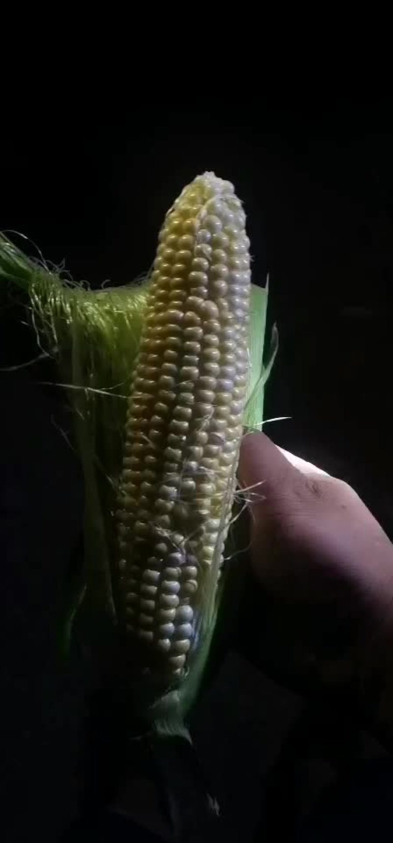 水果玉米大量有货（黄加白8两起步尖饱满，没有鸟吃
