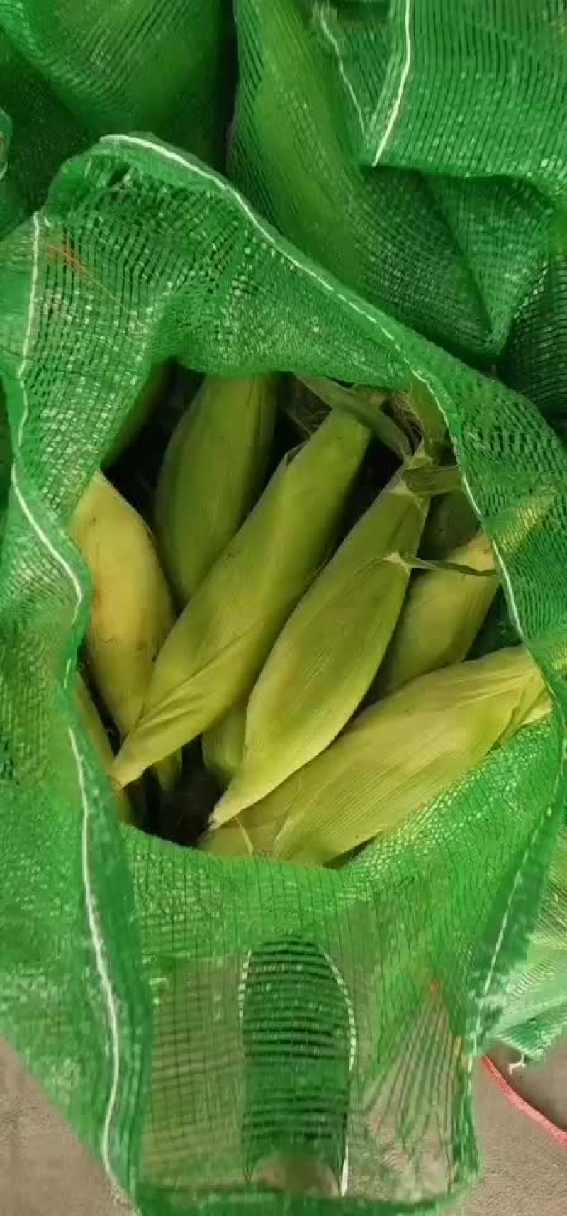 水果玉米大量有货（黄加白8两起步尖饱满，没有鸟吃
