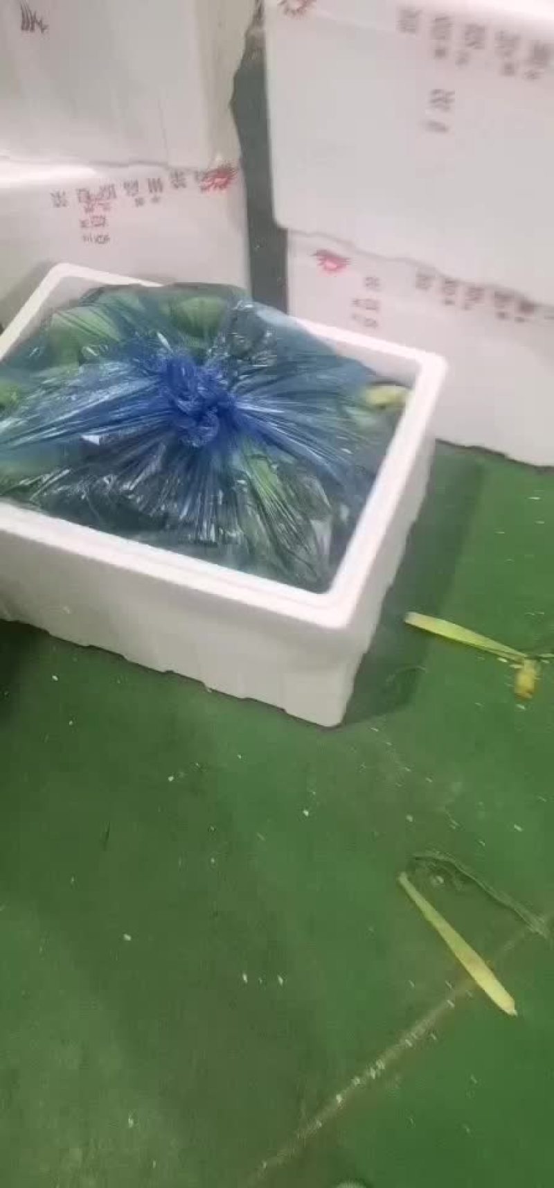 水果玉米大量有货（黄加白8两起步尖饱满，没有鸟吃