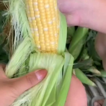 水果玉米大量有货（黄加白8两起步尖饱满，没有鸟吃
