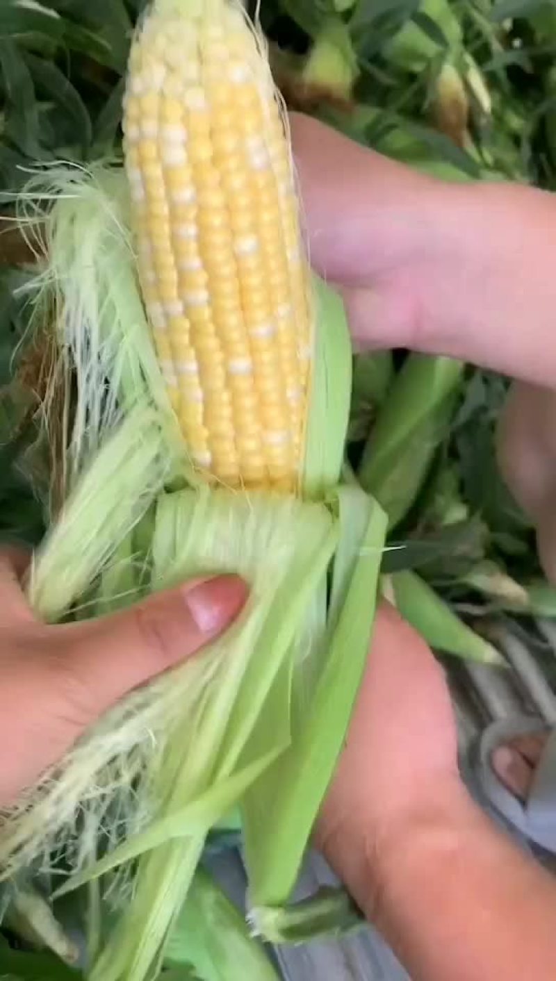 水果玉米大量有货（黄加白8两起步尖饱满，没有鸟吃