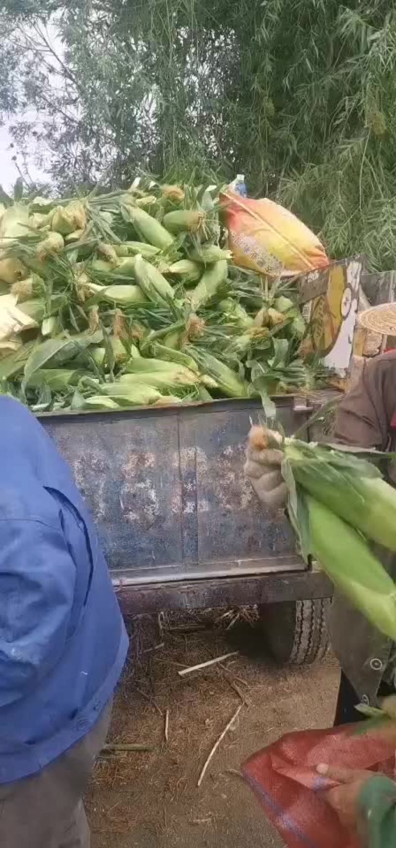 水果玉米大量有货（黄加白8两起步尖饱满，没有鸟吃