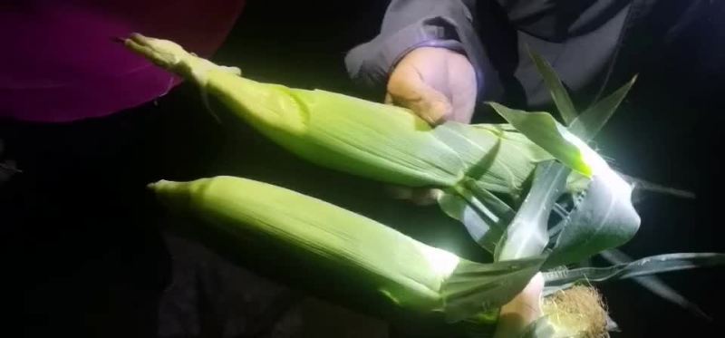 水果玉米大量有货（黄加白8两起步尖饱满，没有鸟吃