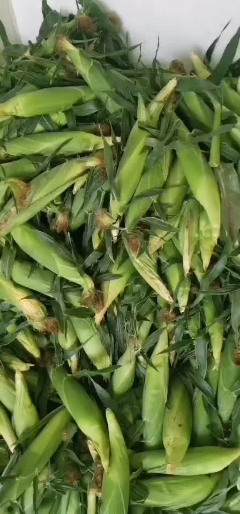 水果玉米大量有货（黄加白8两起步尖饱满，没有鸟吃