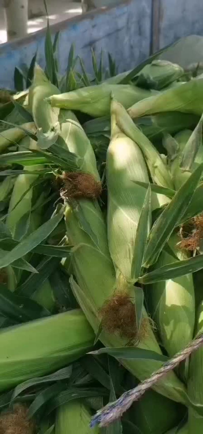 水果玉米大量有货（黄加白8两起步尖饱满，没有鸟吃