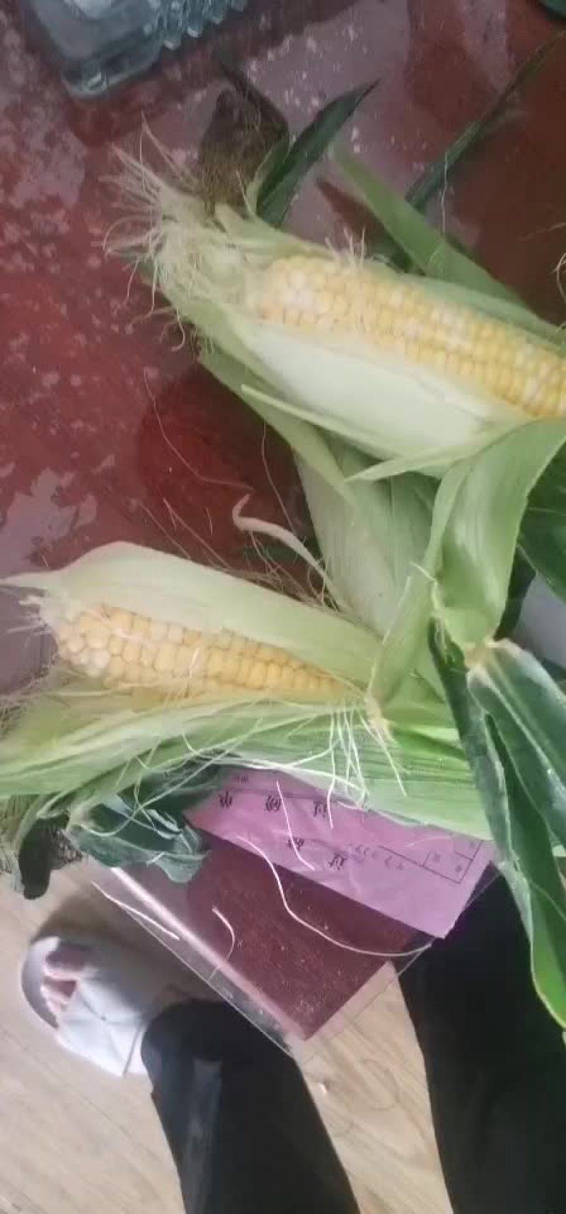 水果玉米大量有货（黄加白8两起步尖饱满，没有鸟吃