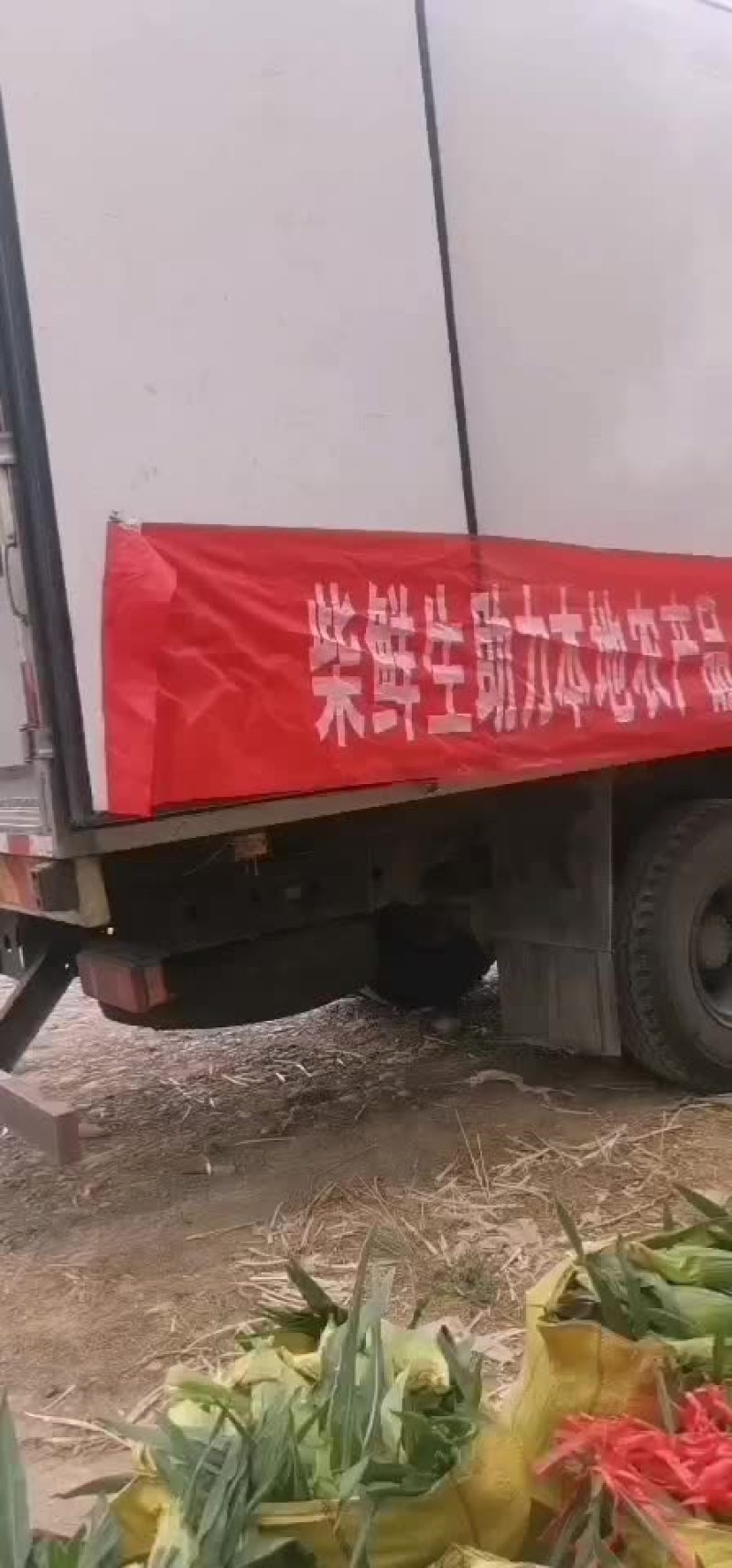 水果玉米大量有货（黄加白8两起步尖饱满，没有鸟吃