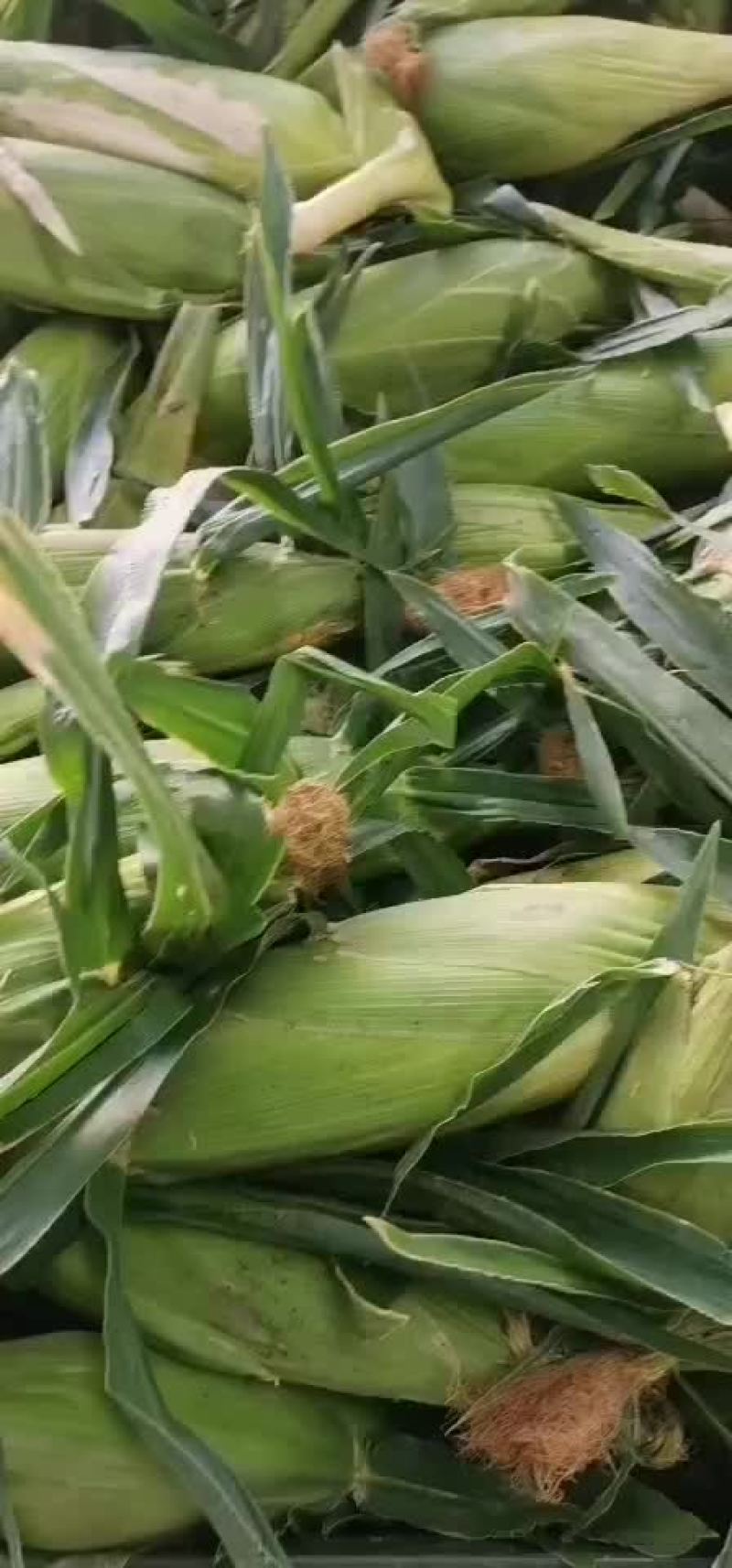 水果玉米大量有货（黄加白8两起步尖饱满，没有鸟吃