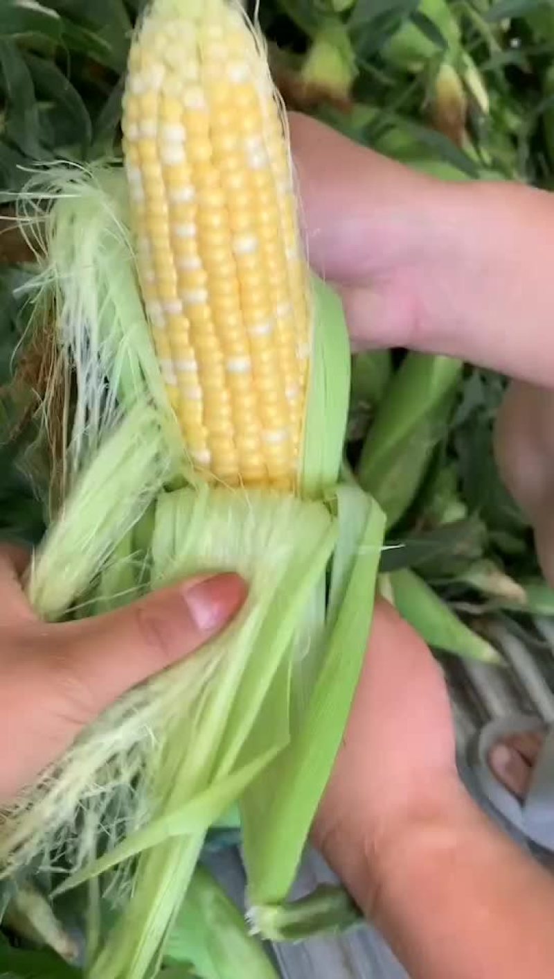 水果玉米大量有货（黄加白8两起步尖饱满，没有鸟吃
