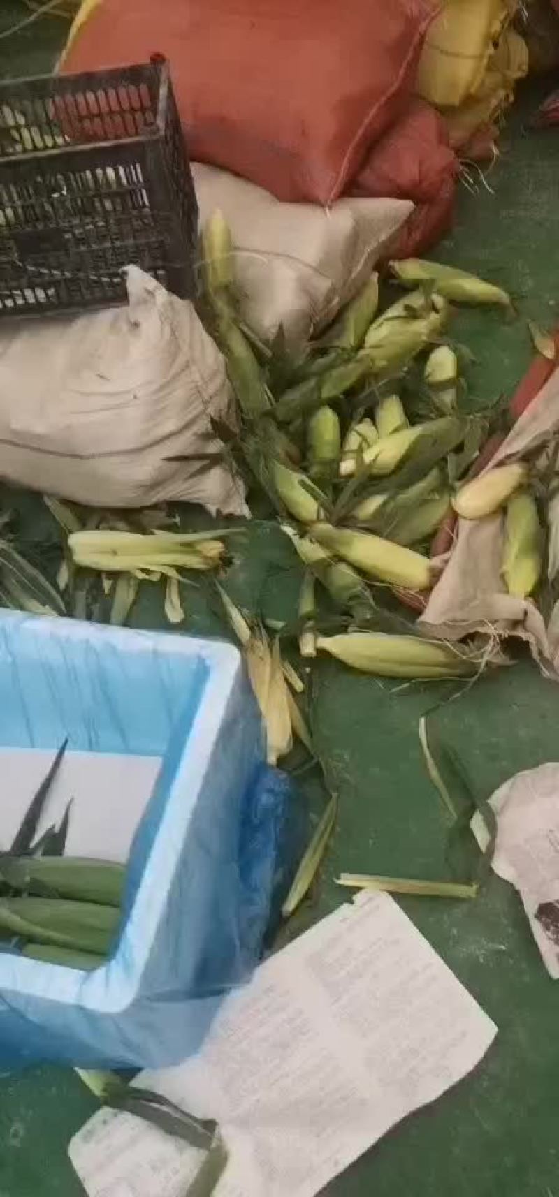 水果玉米大量有货（黄加白8两起步尖饱满，没有鸟吃