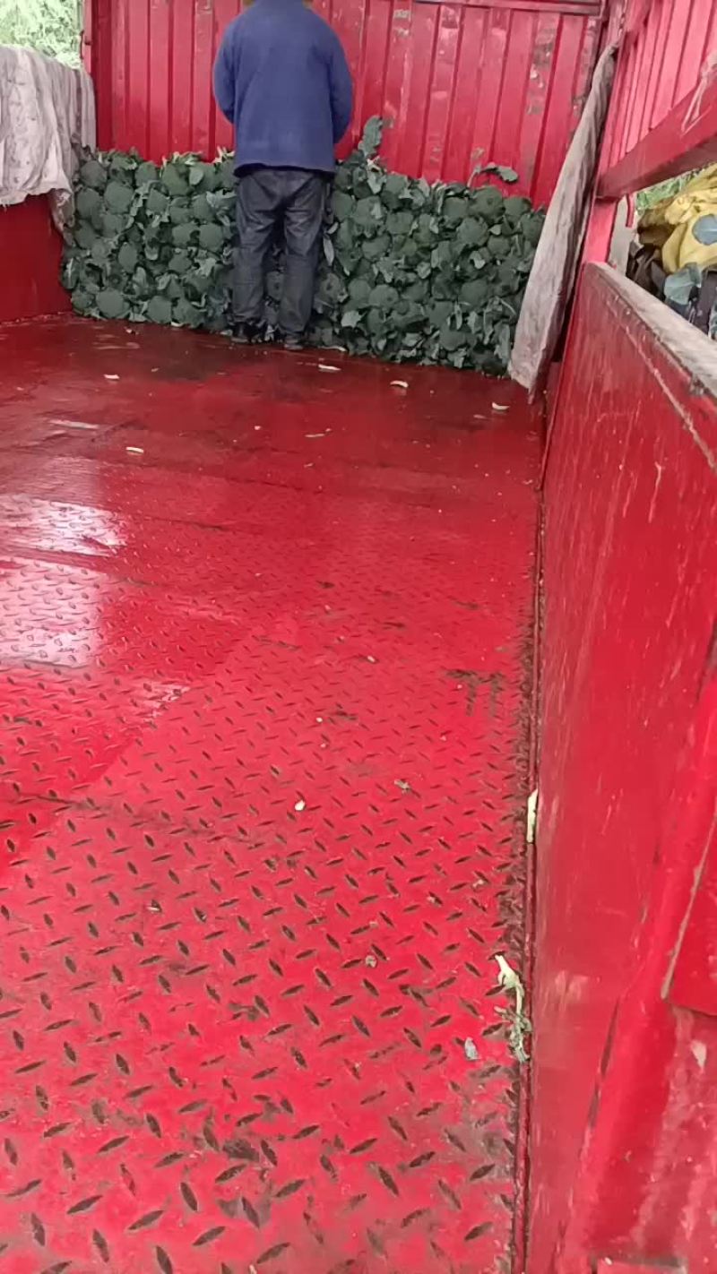 代收西兰花