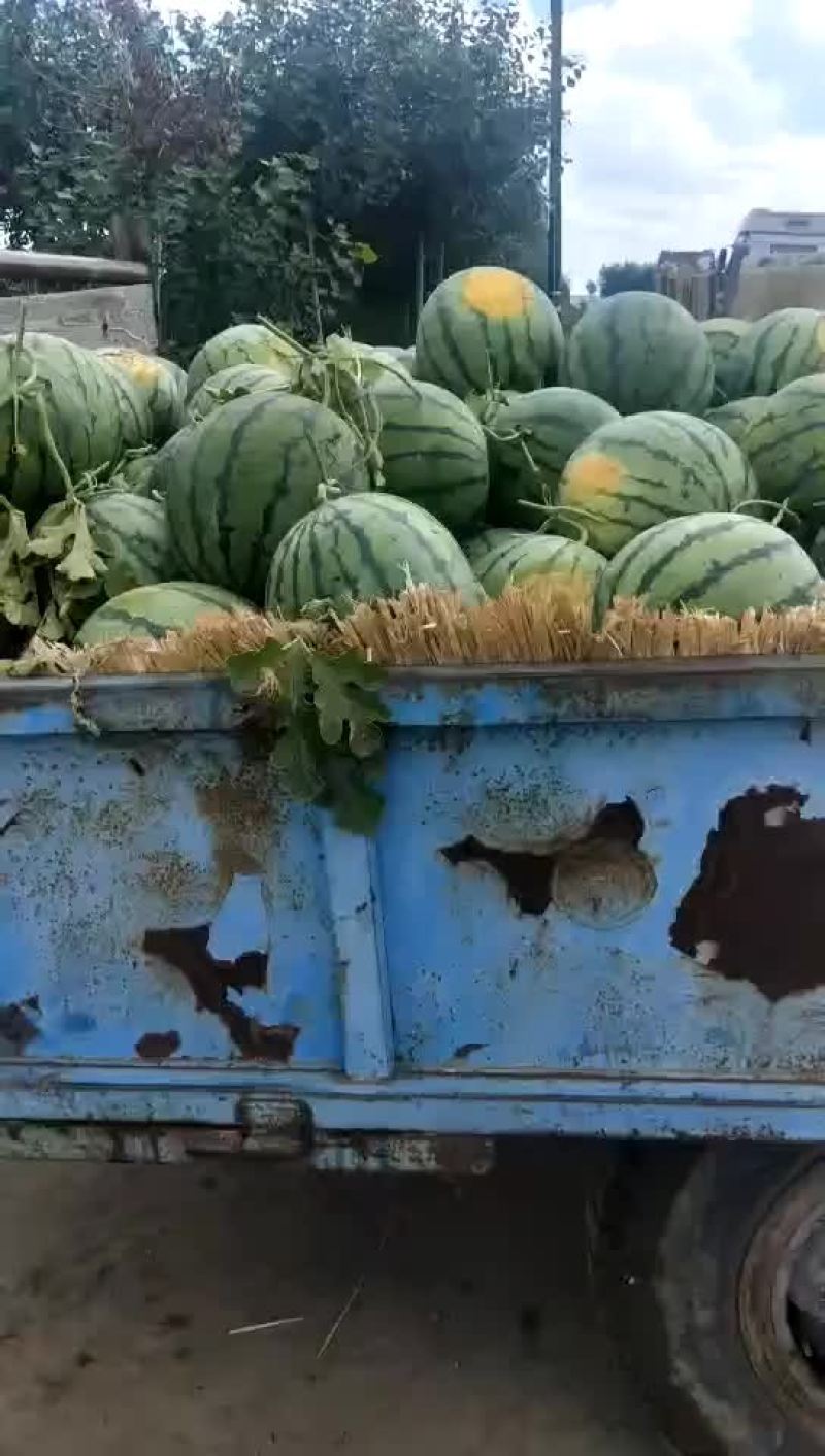 精品西瓜