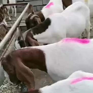 波尔山羊