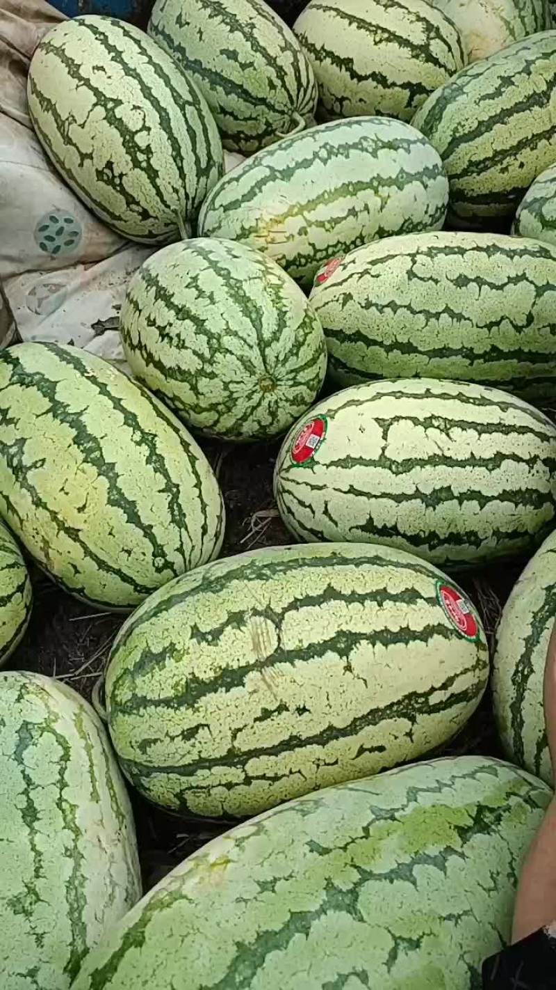 和农户摘西瓜