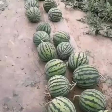 西瓜无籽