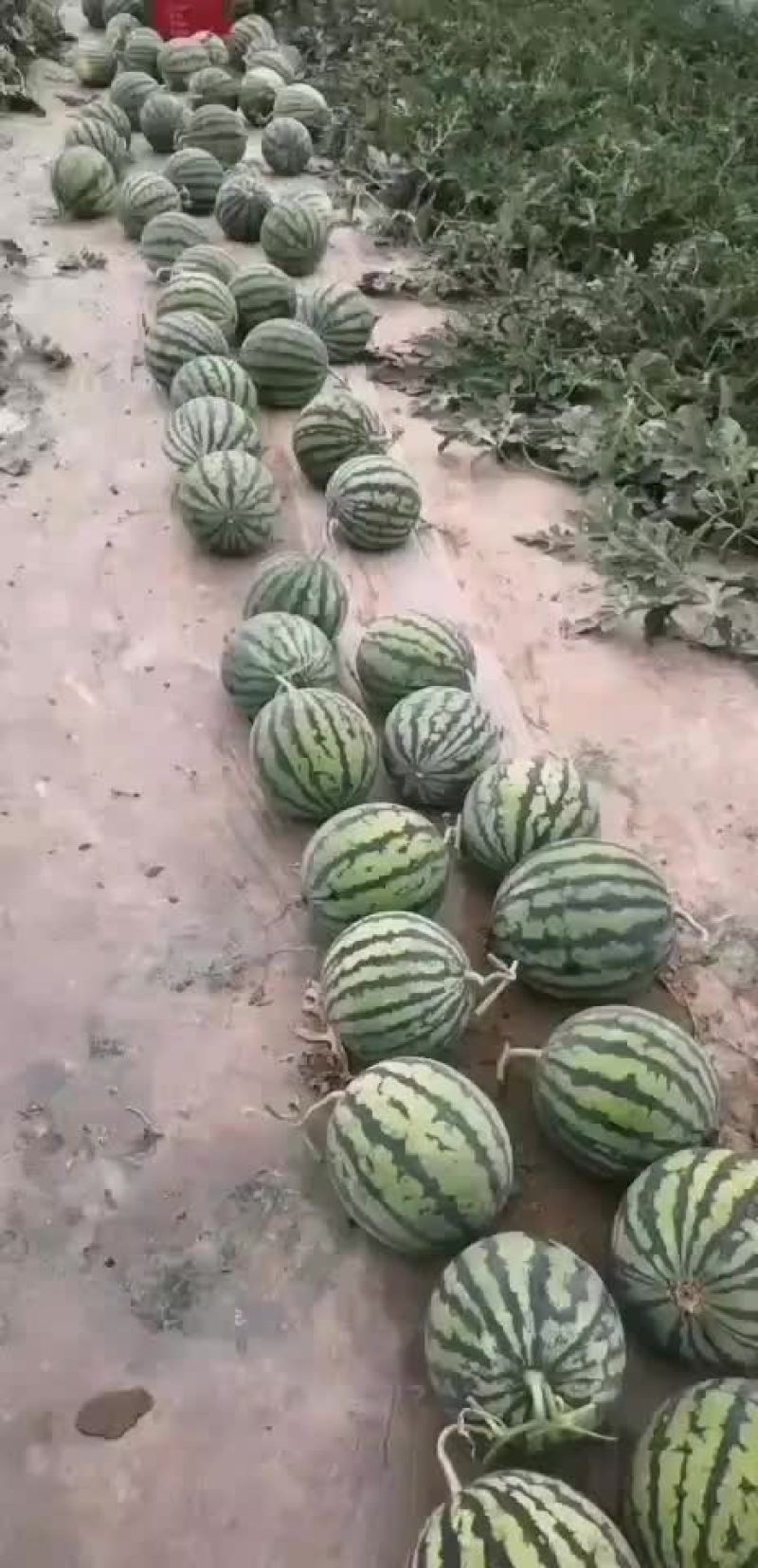 西瓜无籽