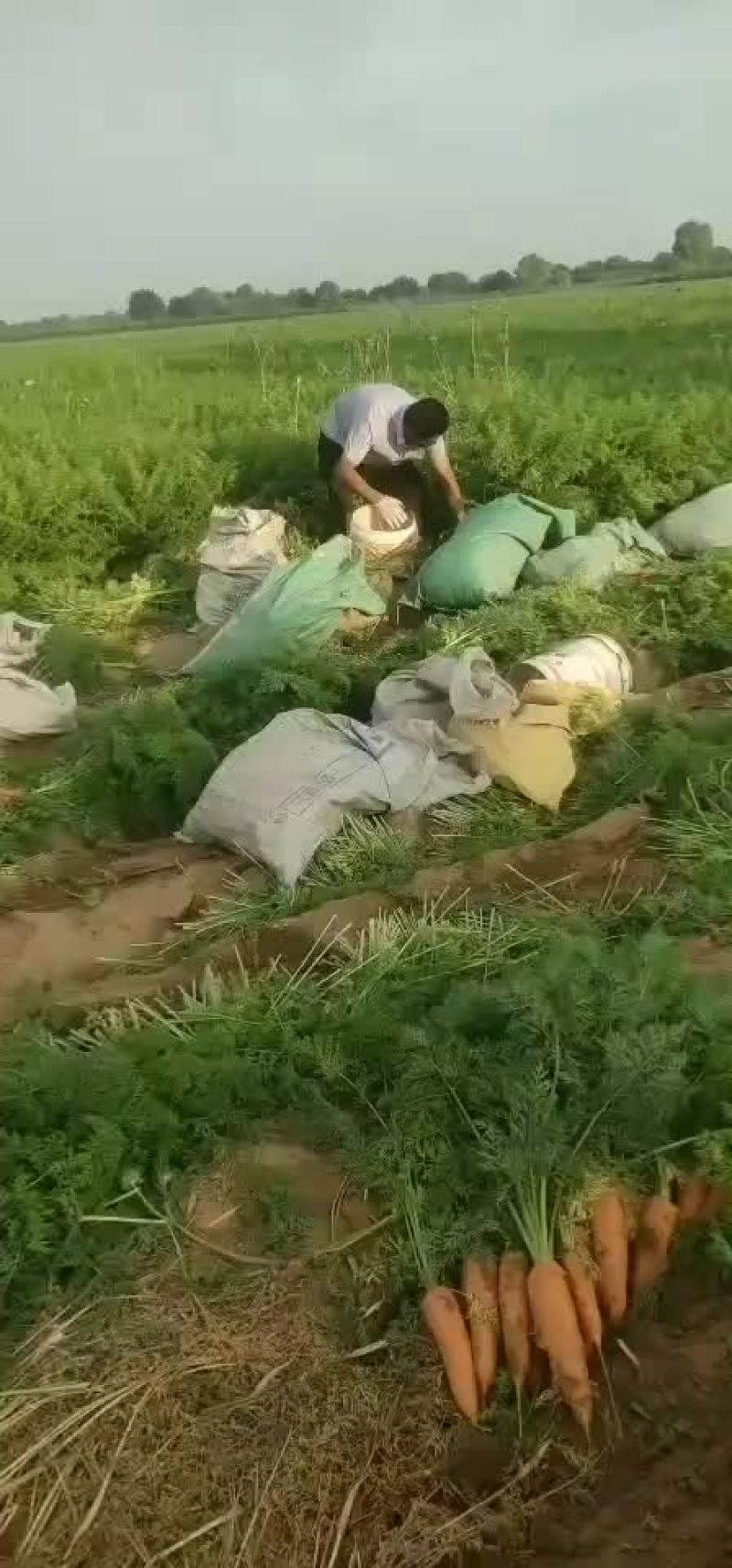 萝卜