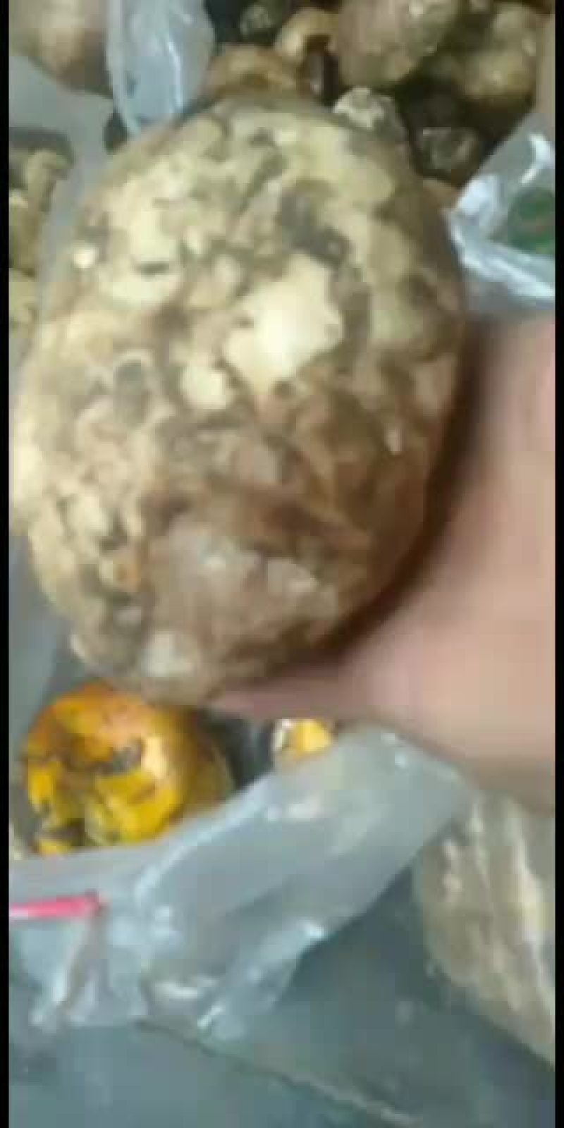 舌尖上的美味之雪域高原野生菌。