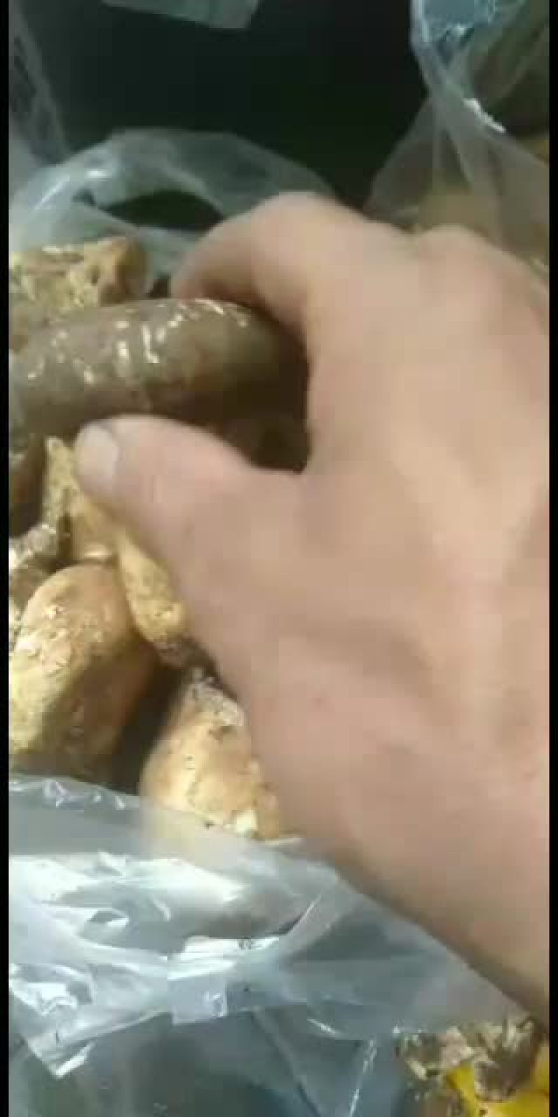 舌尖上的美味之雪域高原野生菌。