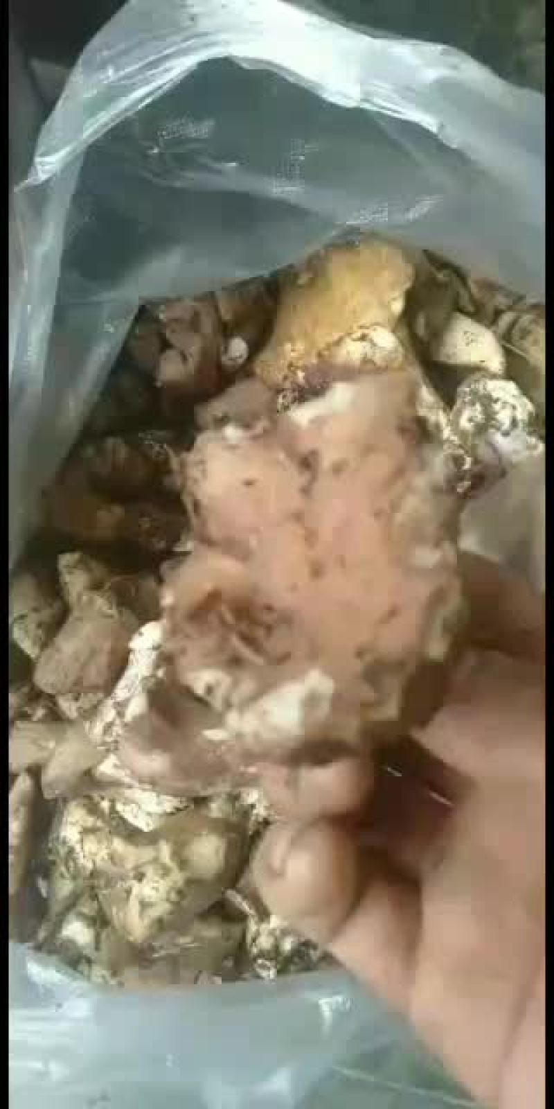舌尖上的美味之雪域高原野生菌。