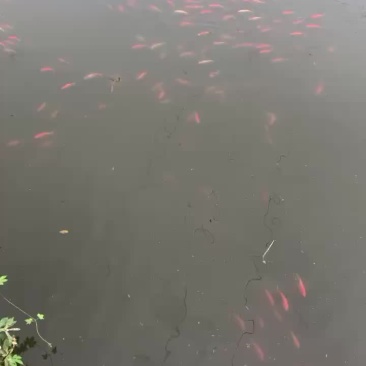 锦鲤，草金鱼，各种颜色。10以上
