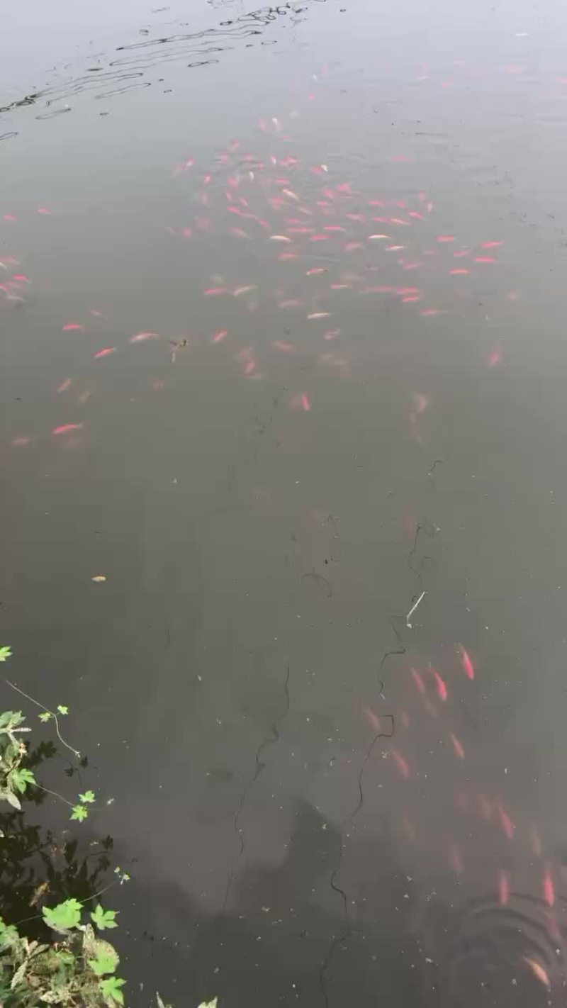 锦鲤，草金鱼，各种颜色。10以上