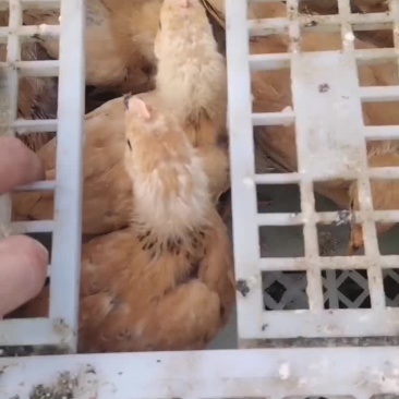 黄花母